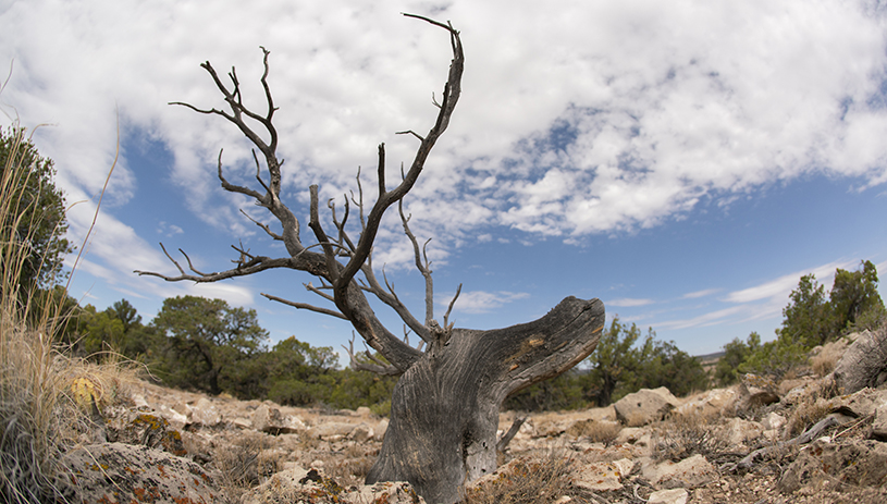 The tree stump that inspired the name Elk Point View