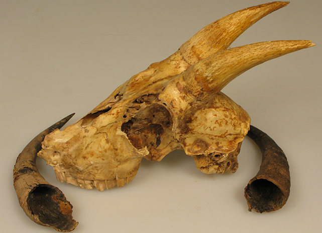 Harrington's Goat Skull and Horns