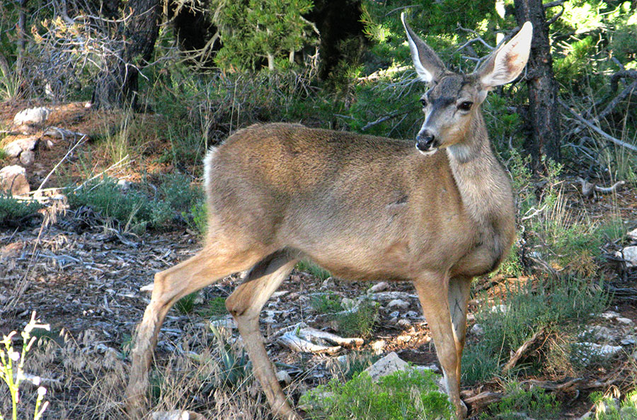 Mule deer