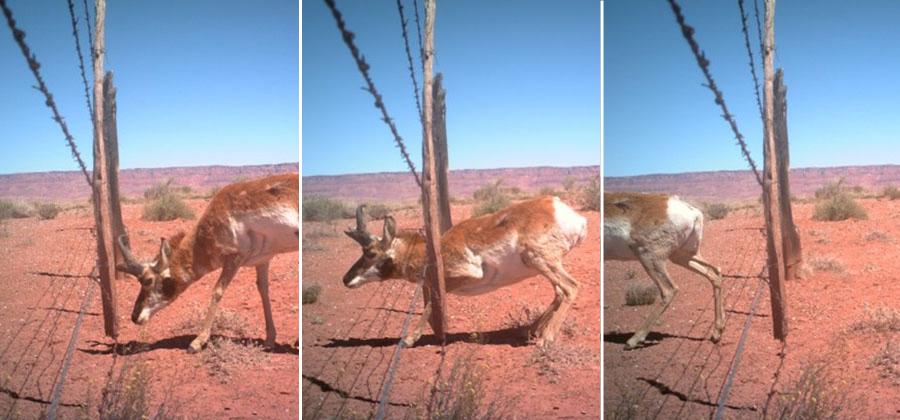 Caught on camera: pronghorn moving under modified fence