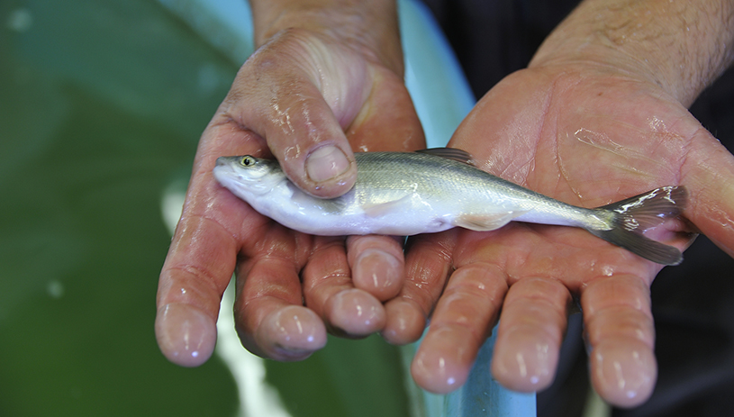 Bonytail chub