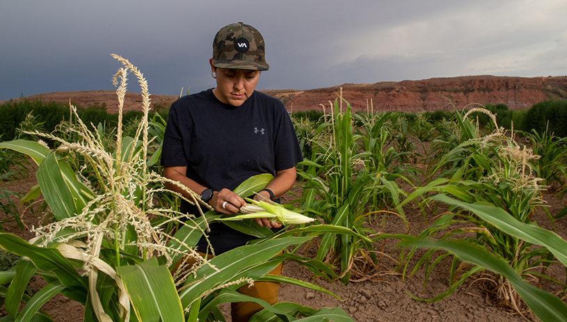 Checking the corn at Kerley Valley