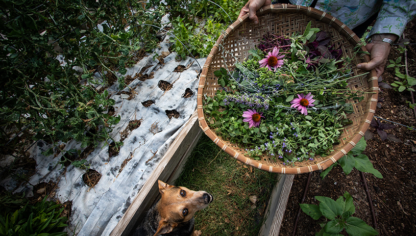 Garden harvest