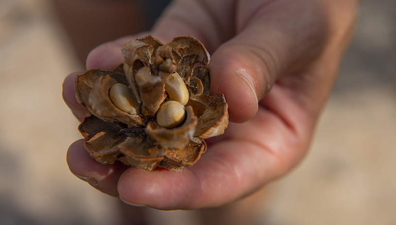 Nuts in a pinyon cone. BLAKE MCCORD