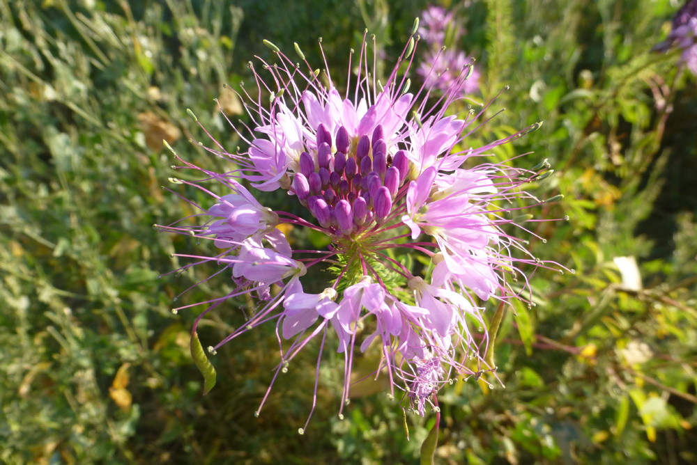 Purple beeflower, Marc Coles-Ritchie