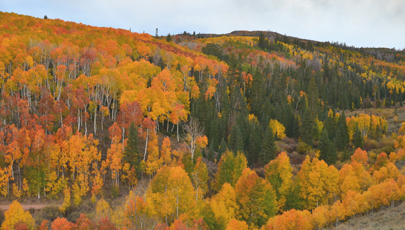 Fishlake National Forest