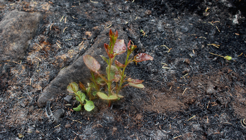 Aspen sprouting just two weeks after a prescribed burn.
