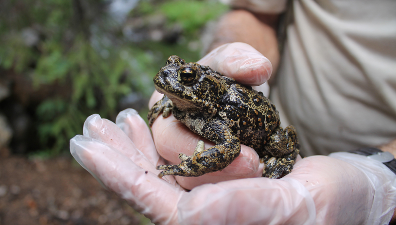 Boreal toad