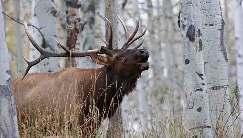 Jim Shuler, Utah Division of Wildlife Resources