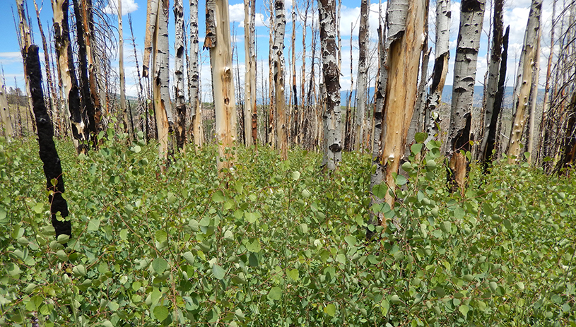 Aspen sprouts returning to Monroe Mountain