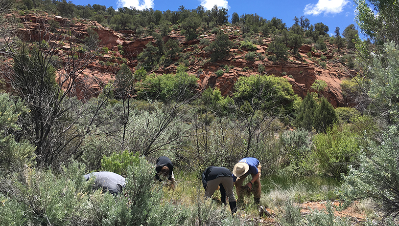 Weeding in Johnson Lakes Canyon