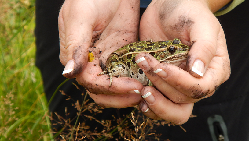 Leopard Frog