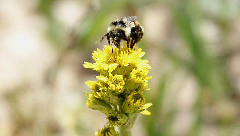 Bumble bee, La Sal Mountains