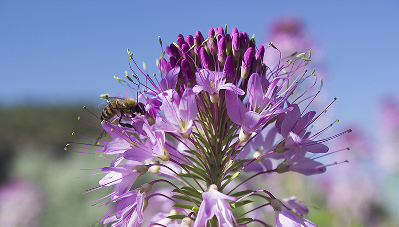 Pollinators in Johnson Lakes Canyon