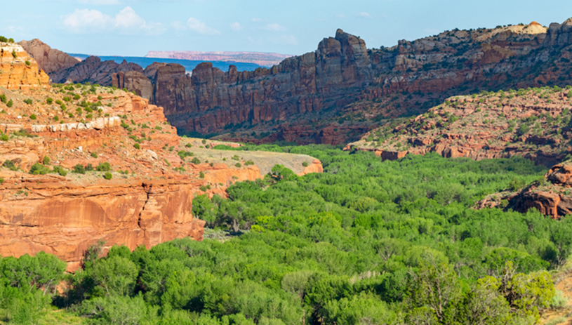 The intense green of the Escalante River Corridor. Photo by Blake McCord