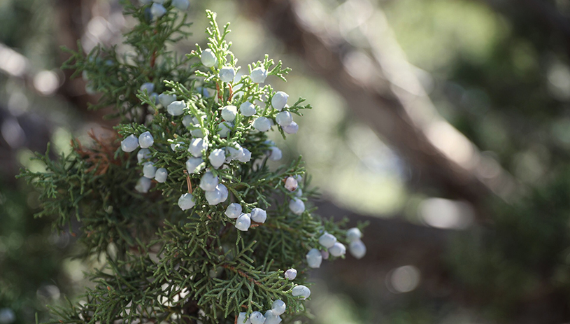 Juniper berries. Photo by Reuben Jolley.