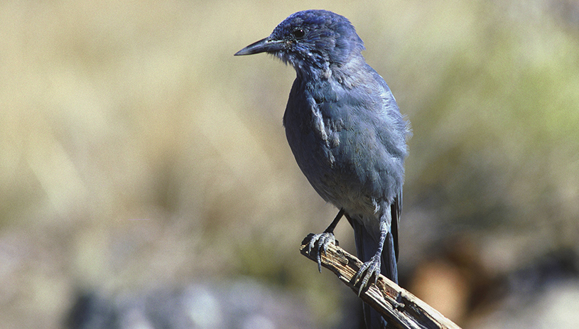 Pinyon jay. Photo by David Menke, US Fish and Wildlife Service