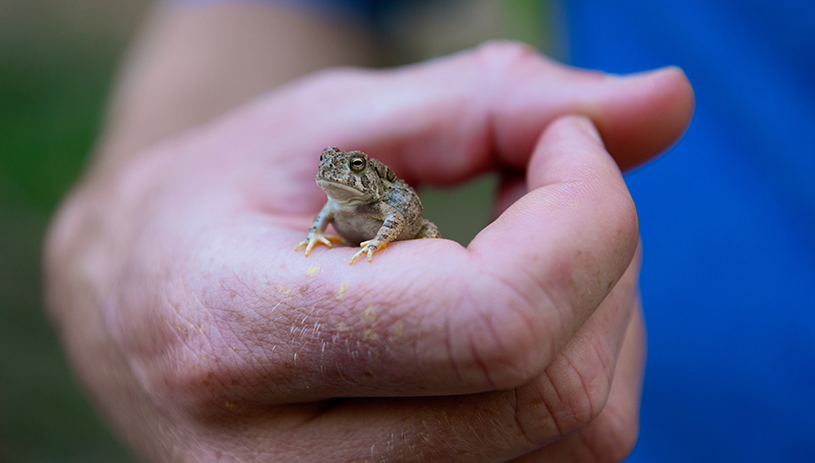 A smaller inhabitant of Grand Staircase-Escalante