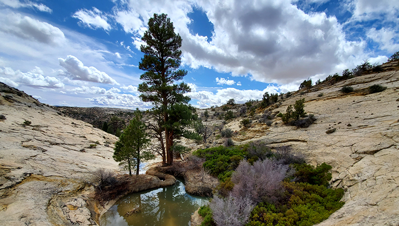 A water pocket nourishes life in Grand Staircase