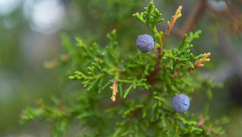 Juniper berries. 