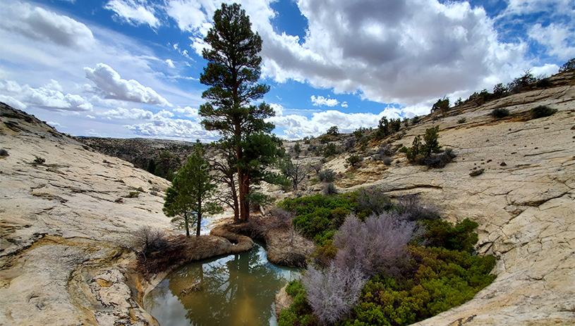 Water collects in a rock in Grand Staircase-Escalante National Monument.