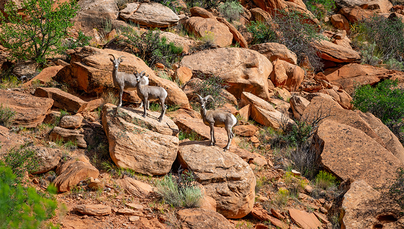 Bighorn sheep traverse red rock in the monument.