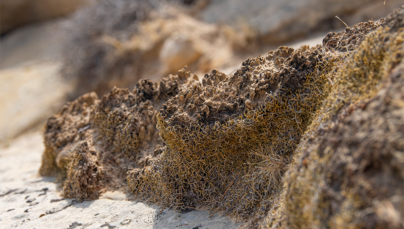 Untrammeled soil becomes biocrust in Grand Staircase-Escalante National Monument.