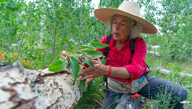 A volunteer pulls an invasive plant in the Pando Clone.
