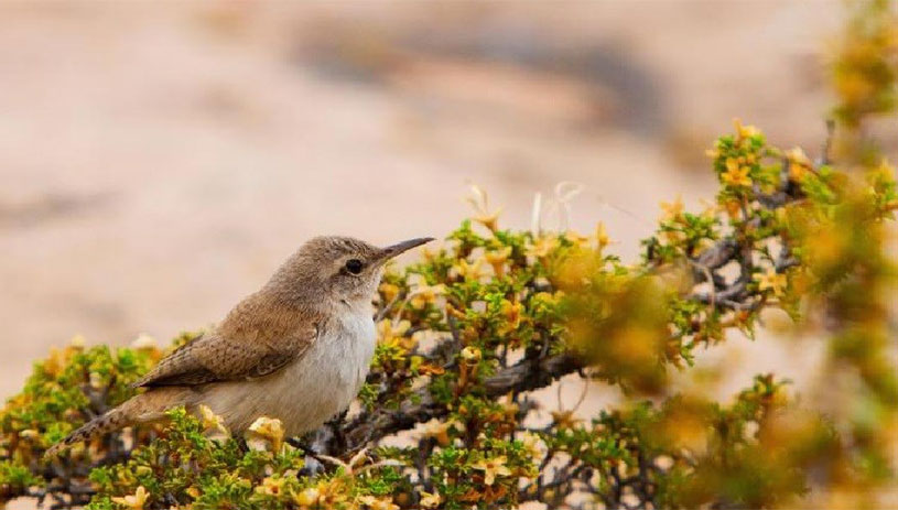 Canyon wren