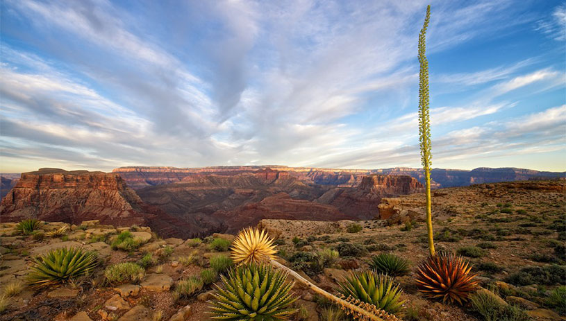 Agave in the Grand Canyon