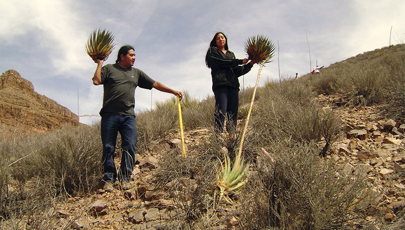 Harvesting agave