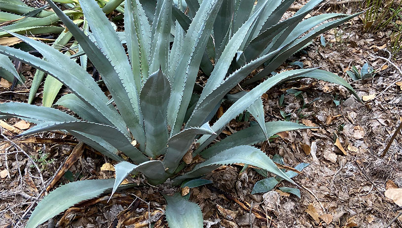 Agave with pups