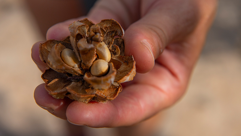 Calorically dense pinon nuts are an important part of food security. BLAKE MCCORD