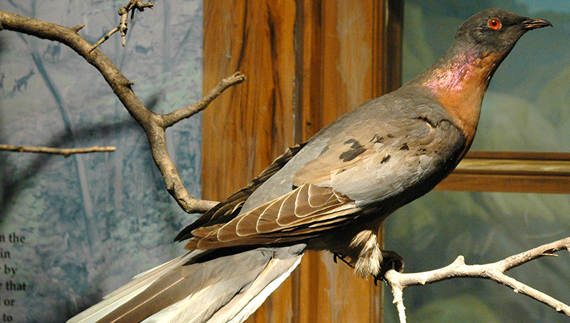 Male passenger pigeon, CLEVELAND MUSEUM OF NATURAL HISTORY