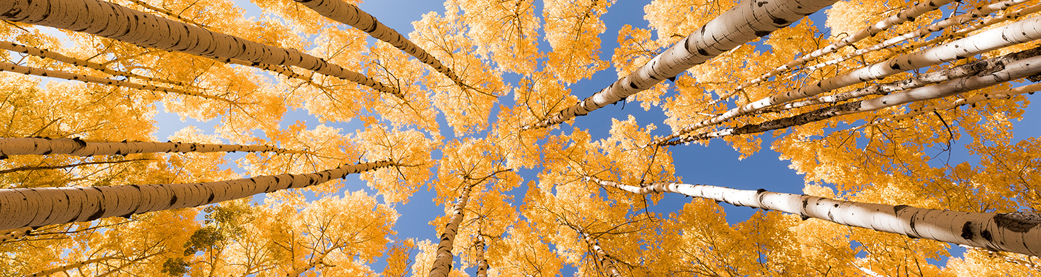 Aspen Restoration - Header