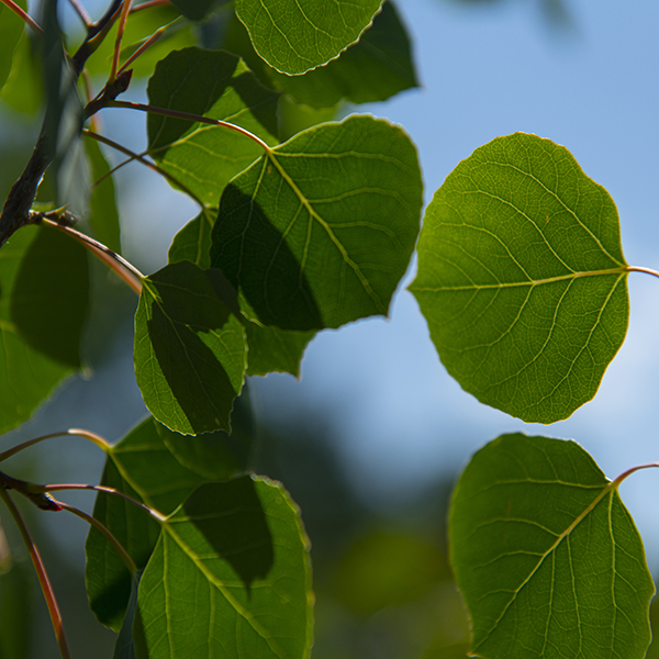 Aspen leaves