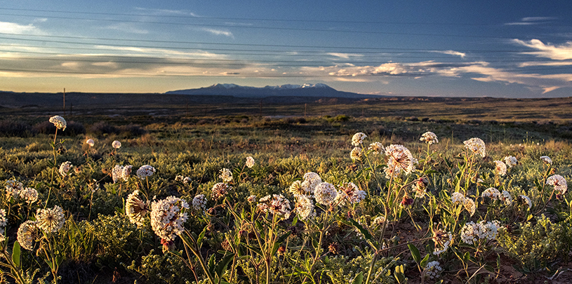 Wildflowers bloom in Bears Ears