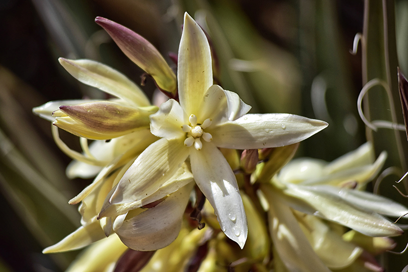 Bananna yucca