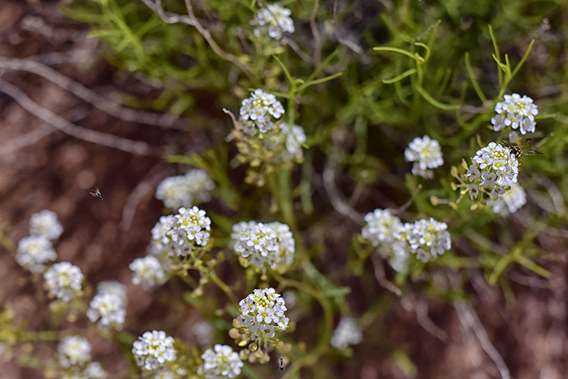 flowers in Bears Ears