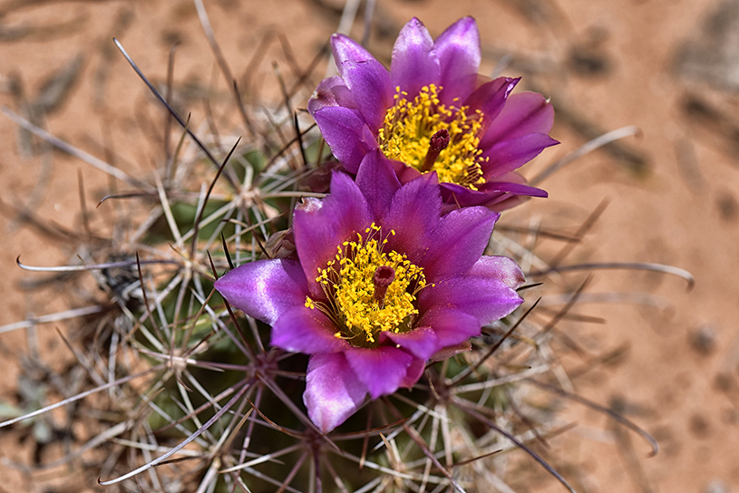 Prickly pear cactus