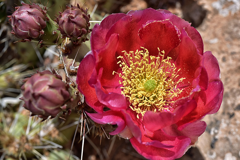 Prickly pear bloom