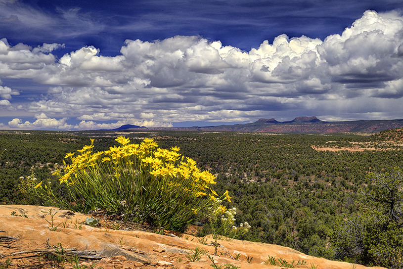 Flowers Bears Ears