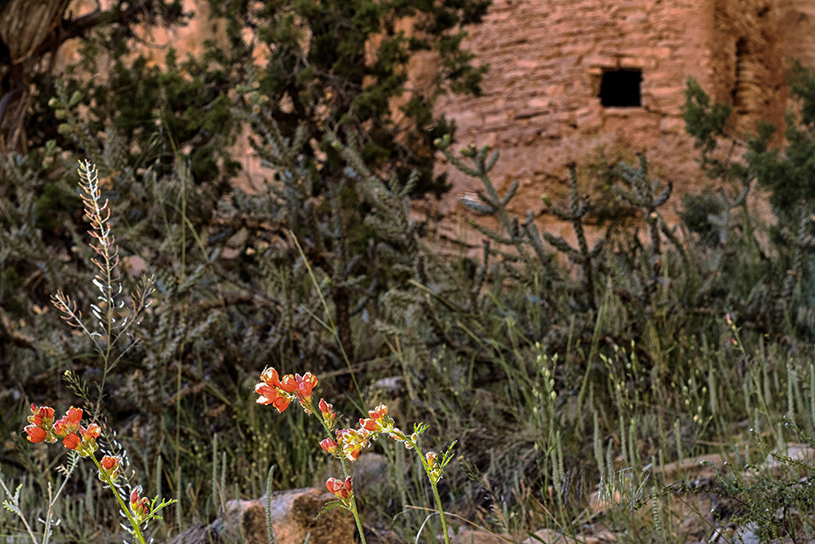 Globemallow