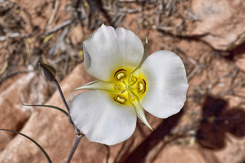 Sego Lily