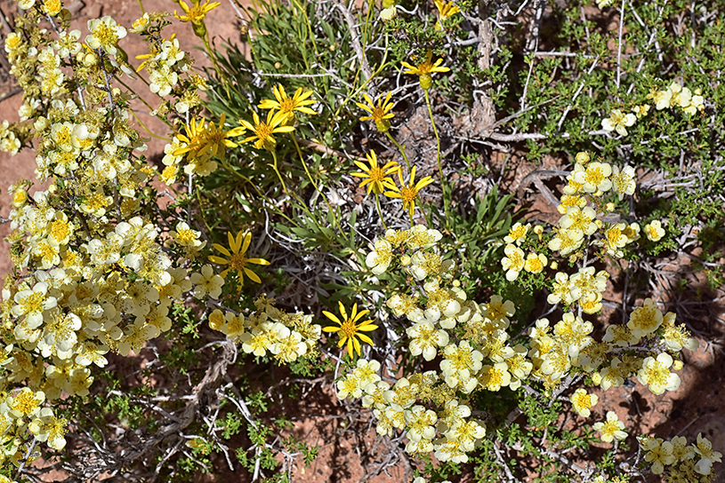 Daisies