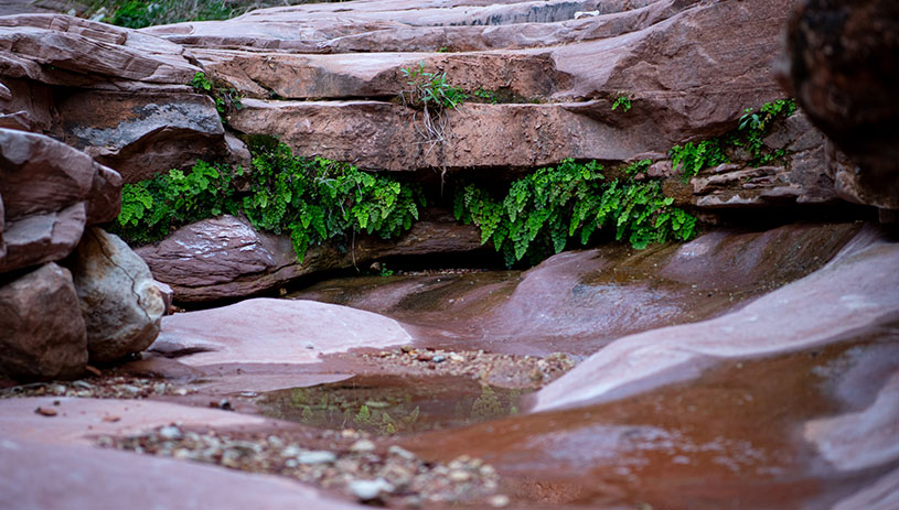 Grand Canyon spring