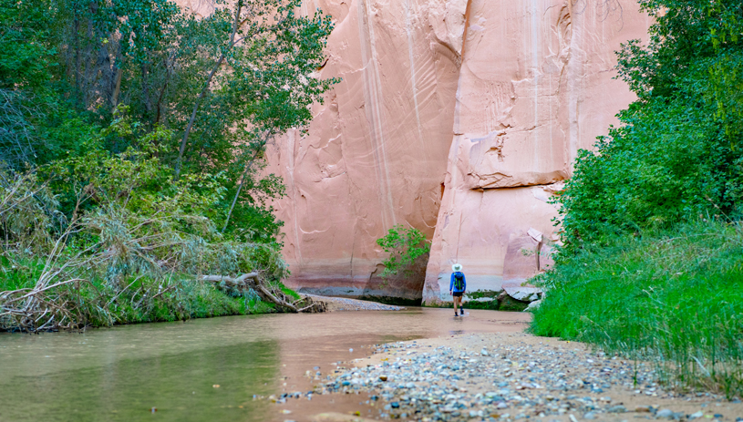 Plants thrive along the Escalante River in Grand Staircase-Escalante National Monument. Photo by Blake McCord
