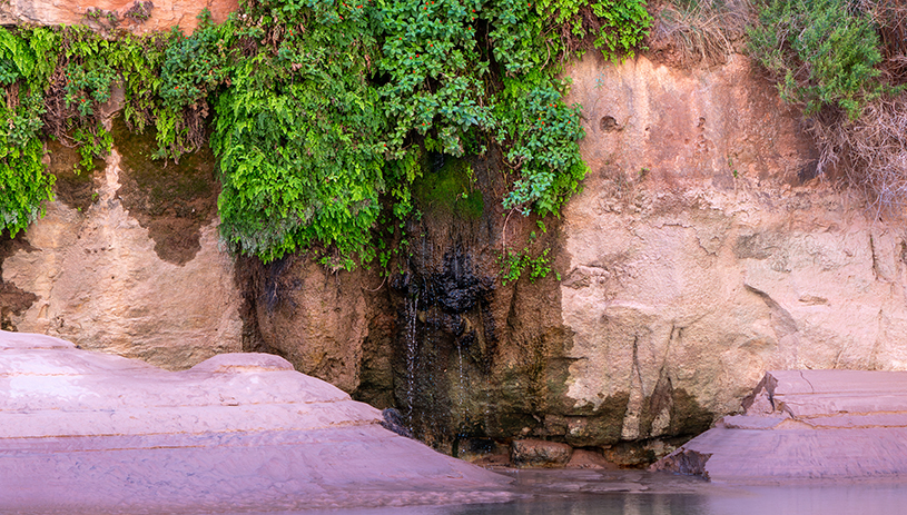 Monkey flowers near a small seep in the Grand Canyon. M. JENKINS, NATIONAL PARK SERVICE
