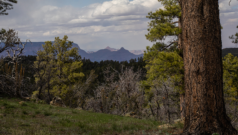 In the south parcel of the proposed Baaj Nwaavjo I'tah Kukveni Grand Canyon National Monument. AMY S MARTIN