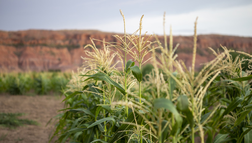Dryland farming -- corn, beans, and melons growing together in Kerley Valley on the Navajo Nation. Photo by Deidra Peaches